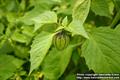 Physalis philadelphica